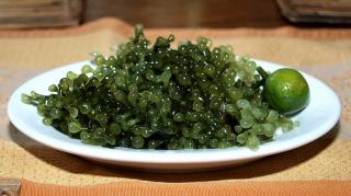 Uniknya Rasa Latoh Silong, Sashimi ‘Jepang’ Khas Natuna