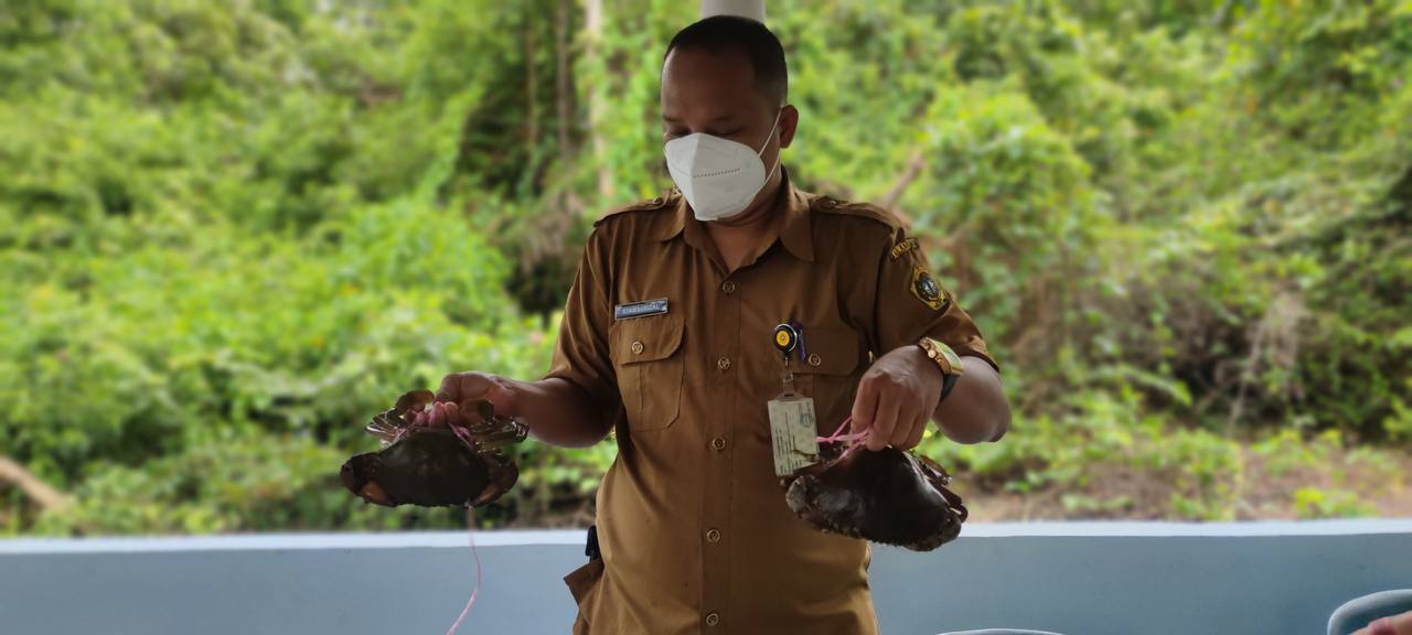 Melimpah Ruah Budidaya Kepiting di Desa Sawang Laut