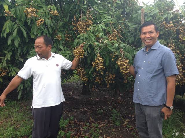 Yuk Petik Buahan Sepuasnya di Agrowisata Tenayan Raya