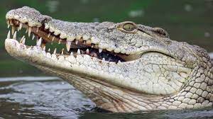 Nelayan di Batam Tewas Diterkam Buaya di Aliran Anak Sungai