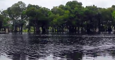 Menyusuri Suaka Margasatwa Kerumutan dengan Speedboat, Seru Banget..