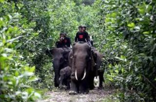 Berkeliling di Taman Nasional Tesso Nilo dengan Naik Gajah, Seru Lho..