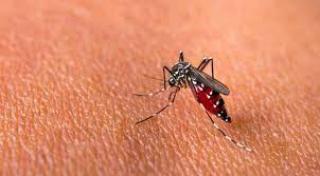 Ada 7 Kelurahan di Karimun dengan Kasus DBD Tertinggi