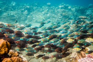 Plesiran ke Pulau Temuruk, Dijamin Gak Bisa Move On dari Keindahan Alamnya