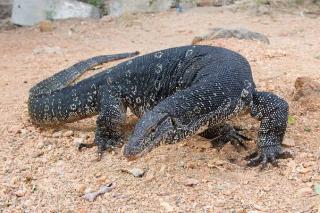 Kepergok Perkosa Biawak, 4 Orang Ditahan