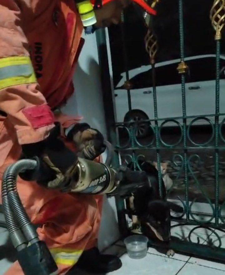 Aksi Heroik Damkar Sei Panas Selamatkan Anjing yang Kepalanya Tersangkut di Pagar Rumah