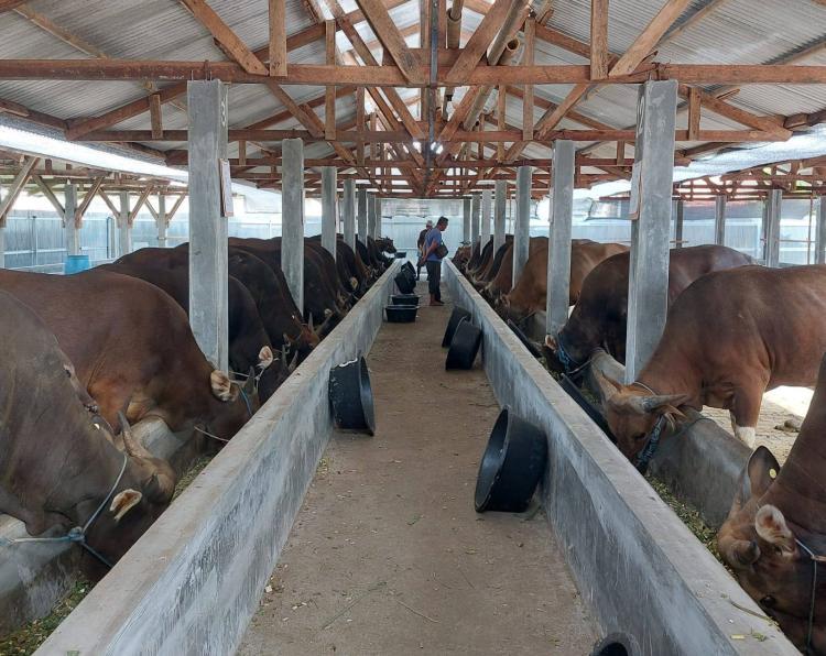 Stok Sapi Kurban Idul Adha 1447 H di Kepri Aman, Presiden Kirim Bobot Capai 1 Ton