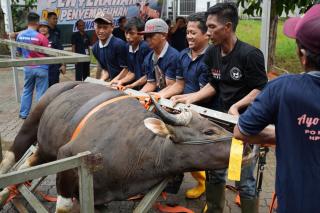 BP Batam Rayakan Idul Adha 1447 Hijriah: Sembelih 33 Hewan Kurban, Tingkatkan Kepedulian Sosial di Lingkungan Pegawai