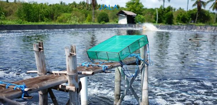 DLH Lingga Tegaskan Tambak Udang Wajib Kantongi Izin Lingkungan Sebelum Garap Lahan